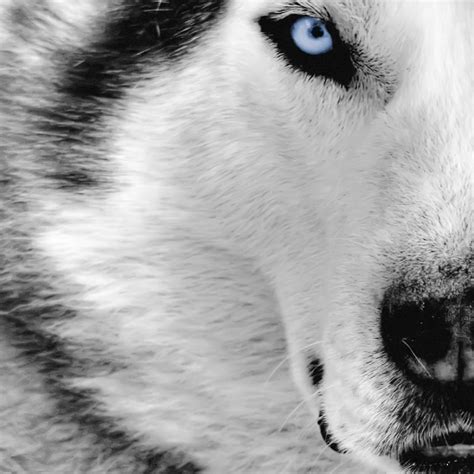 10 Most Popular White Wolf Wallpaper 1920x1080 Full Hd 1920×1080 For Pc Background 2020