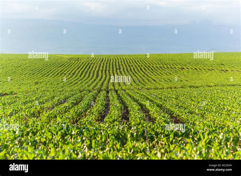 Maize Field Young Food Crop Over Farming Landscape Stock Photo Alamy