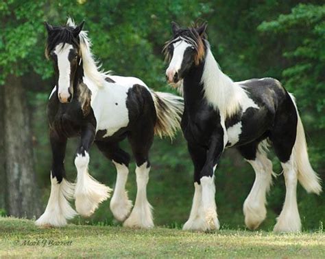 Beautiful Clydesdales Horses Clydesdale Horses Horse Breeds