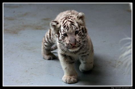 Free Download White Tiger Cubs Wallpaper Cute Curious White Tiger Cub