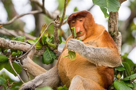 Some of our closest relatives in the animal kingdom are part of a group of nearly 200 species of primates like in our pics of monkeys. The Wonderful, Transcendent Life of an Odd-Nosed Monkey ...