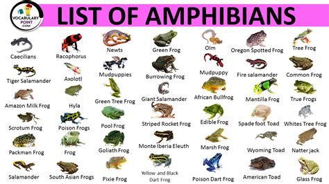 List Of Amphibians With Pictures Archives Vocabulary Point