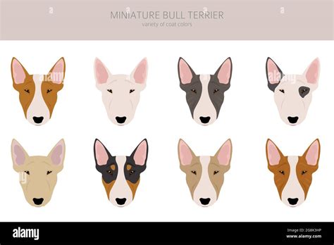 Miniature Bull Terrier Clipart Different Poses Coat Colors Set