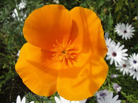 View the complete list of 50 us state flowers. CALIFORNIA STATE FLOWER | Ideas | Pinterest