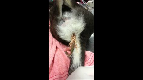 Cats should also get rabies shots. Please Worm your Dog - Intestinal Worms video shot at ...