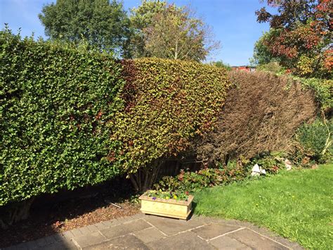 Privet Hedge Dying — Bbc Gardeners World Magazine