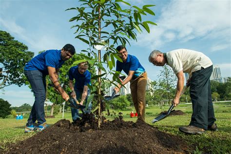 They can be planted in rood sides and in all. APRIL Group plants trees at Bishan-Ang Mo Kio Park