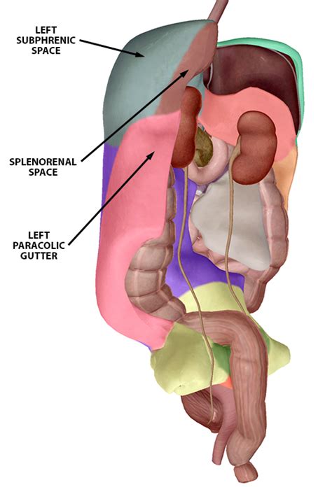 To make the location of the organs in the great abdominopelvic cavity easier, anatomists divided the abdominopelvic cavity another simpler way to divide the abdominopelvic cavity is in four quadrants. Studying the Peritoneum with Human Anatomy Atlas 2020