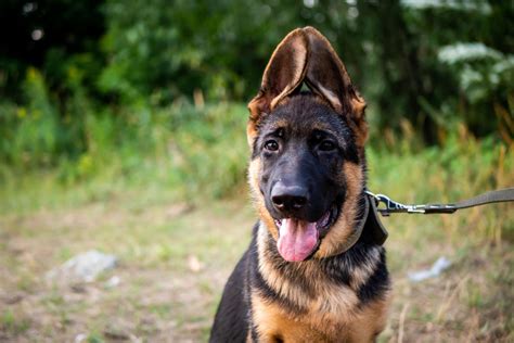Tips To Prevent Your German Shepherd From Pulling On A Leash Atelier