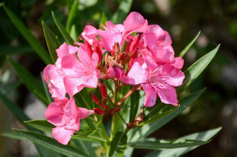 Pink Nerium Oleander Flower In Nature Garden Stock Image Image Of