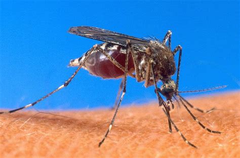 Drug Resistant Malaria Parasite Spreading