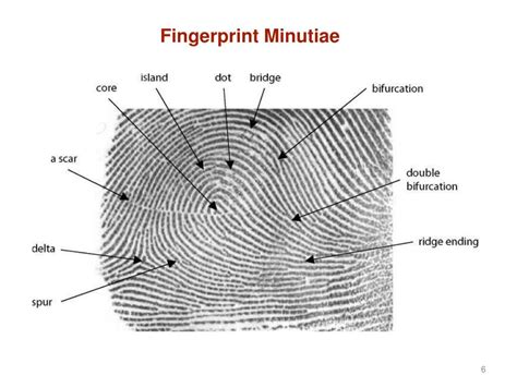 PPT - Chapter 4 - Fingerprints PowerPoint Presentation, free download ...