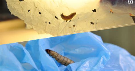 Could Wax Worms Solve Plastic Pollution Videos Metatube