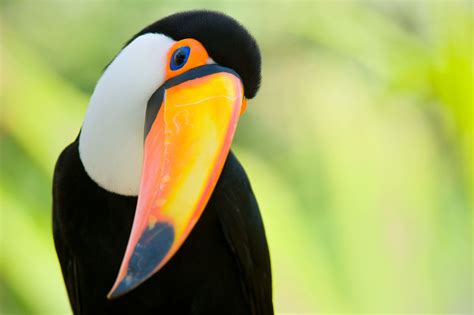 Toucans - Birds - Animal Encyclopedia