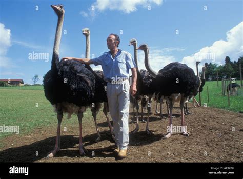 Ostrich Farming Uk Stock Photo Royalty Free Image 5199623 Alamy