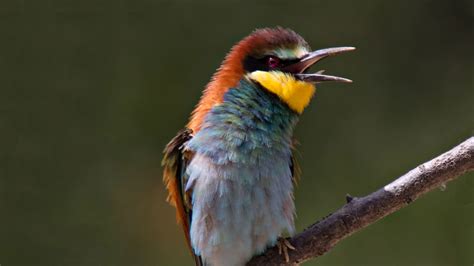 Bird Watching At Ria Formosa Natural Park And Castro Marim Nature Reserve
