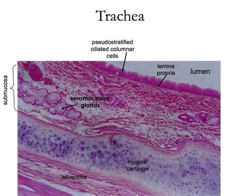 Trachea Histology Human Anatomy And Physiology Histology Slides