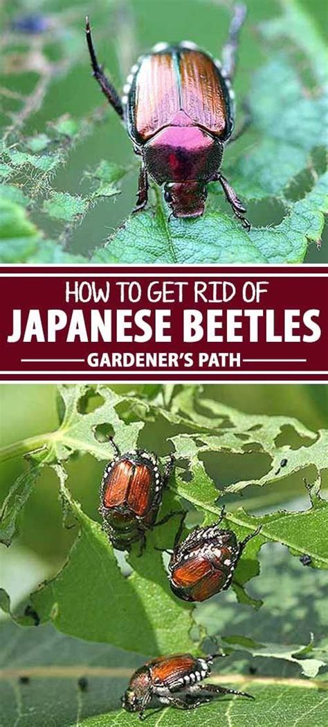 How To Get Rid Of Japanese Beetles Gardeners Path 1000 In 2020