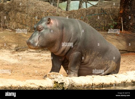 Hippo Captive Hi Res Stock Photography And Images Alamy