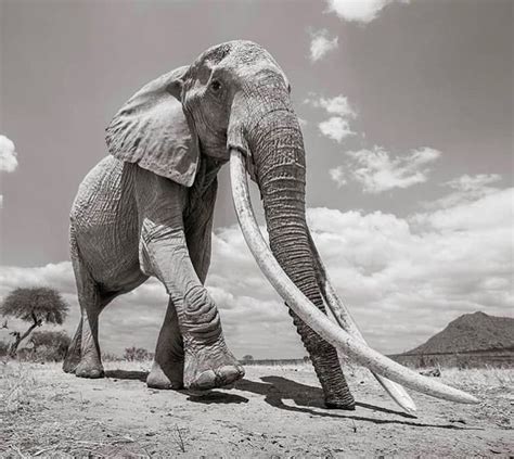 The Heaviest And Largest Elephant Tusks