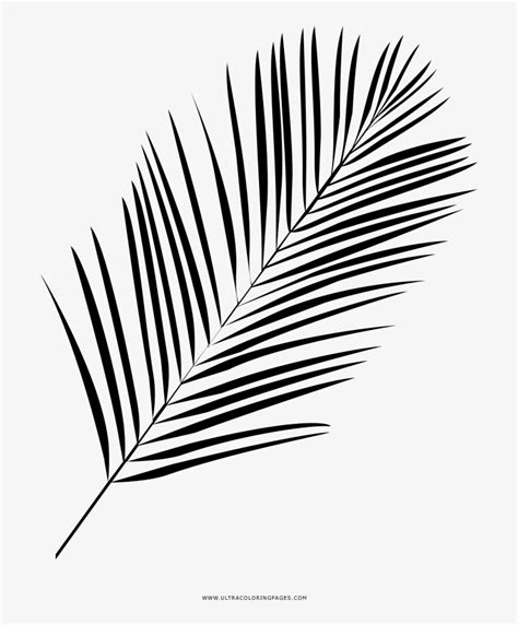 It allows your children to learn about the different types of leaves and their characteristic features. Palm Leaf Coloring Page - Line Art - Free Transparent PNG ...