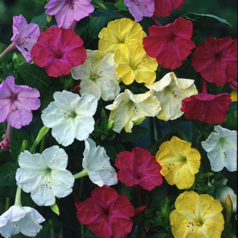 Maybe you would like to learn more about one of these? Four O' Clock Seeds - Mirabilis Jalapa Wildflower Seed Mix
