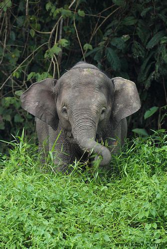 Imagenes De Elefantes Fotografia De Elefantito Bebe 31 8 15