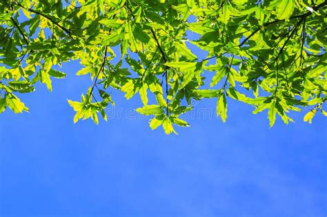 Green Leaf And Branches Across Blue Sky Background Stock Image Image