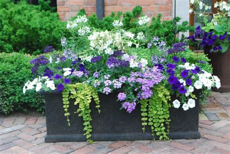 pin by jenny wang on garden summer planter container gardening container flowers