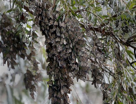 Mexico Monarch Butterfly Decline Fans Fears In California