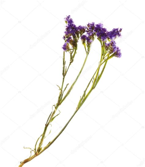 Onze lijst inheemse wilde plantzaden bestaat uit ruim 450 soorten. paarse wilde bloemen — Stockfoto © belchonock #122237274