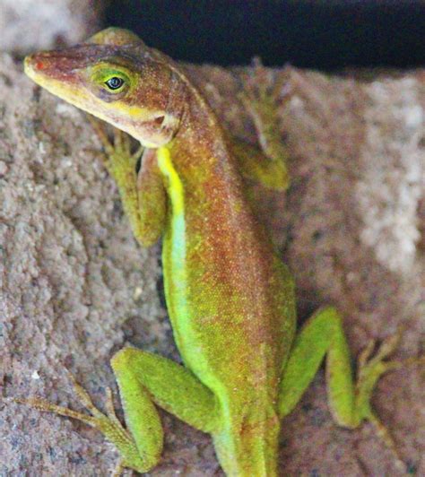 Information Requested On Green Anole Of St Kitts Anole Annals