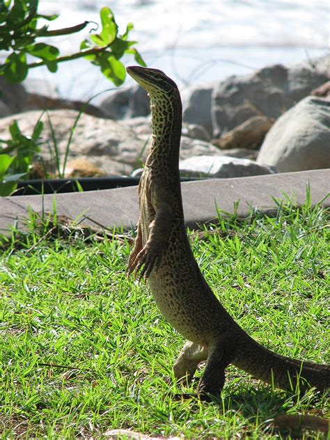 Varan biiir, varan ikiiii şeklinde de kullanılır, dahası var demektir bu anlamda. Varan de Gould : description du lézard + photos - Instinct ...