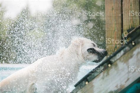 Golden Retriever Shaking Off Water In Pool Stock Photo Download Image