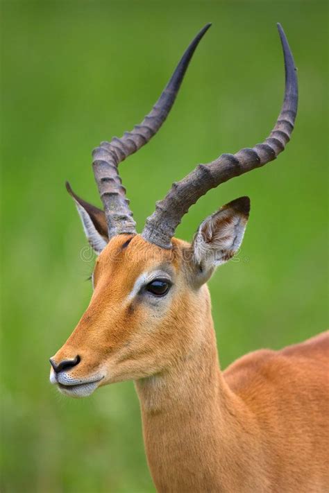 Every time i look at it, it brings a smile to my face. Impala. Close-up portrait of male Impala; Aepyceros ...