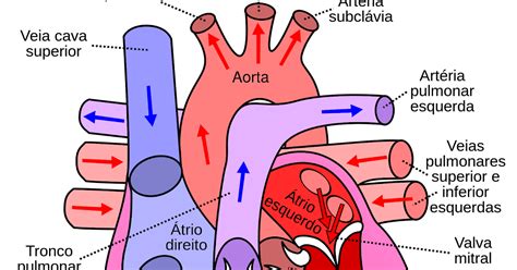Ciensinando Biologia Sistema Cardiovascular Vasos Sanguíneos E Coração