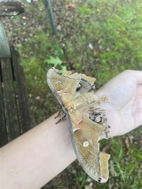 Polyphemus Moth Laying Eggs On Me Ne Alabama Rmoths