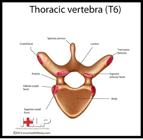 A brace may decrease your pain, and help your vertebrae heal. Thoracic Vertebra (T6) | Skeletal | Thoracic vertebrae ...