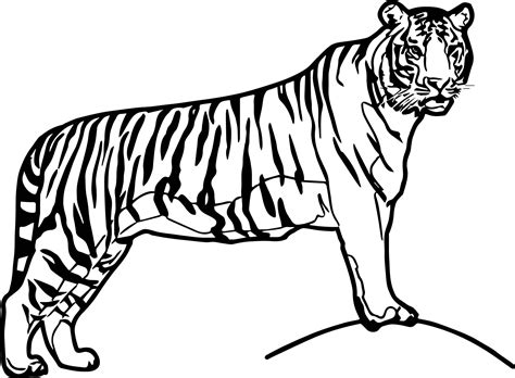Cool Waiting Big Tiger Coloring Page Animal Coloring