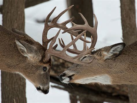 Whitetail Deer Fighting Stock Photos Pictures And Royalty Free Images