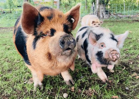 Kunekune Pigs Raising Kunekunes On The Homestead Rural Living Today
