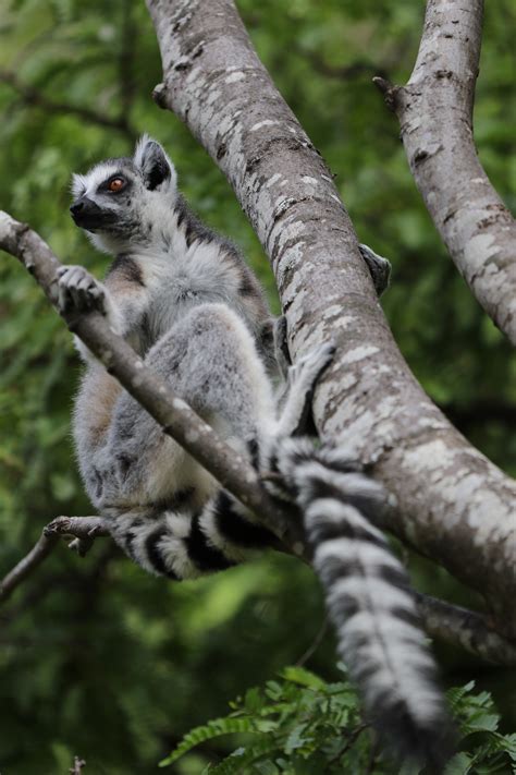 Extant And Extinct Giant Malagasy Lemurs Nature Research Ecology