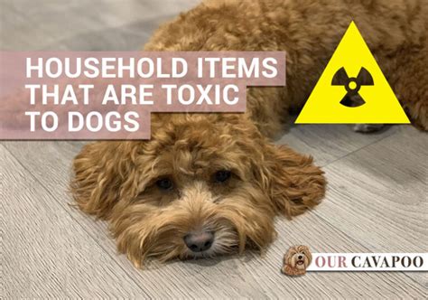 Household Items That Are Toxic To Dogs Our Cavapoo