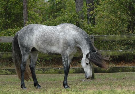 Dappled Andalusian Horses Andalusian Horse Dapple Grey Horses