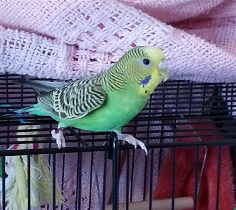 How To Finger Train A Parakeet In Less Than 2 Days Pethelpful