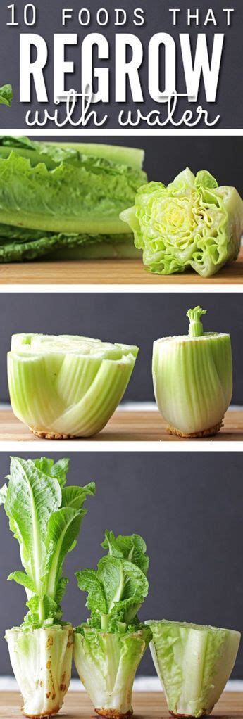 How To Regrow Food In Water 10 Foods That Regrow Without Dirt Great