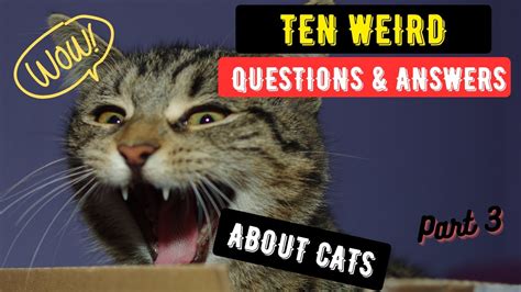 10 Weird Questions And Answers About Cats Part 3 Weird Cat Behaviors