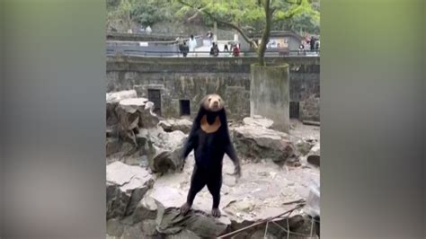 ‘100 Percent Sure Expert Says Viral Sun Bear In Chinese Zoo Is Real Ntd