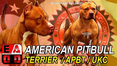 La Historia Del American Pitbull Terrier Apbt Standard Ukc Youtube