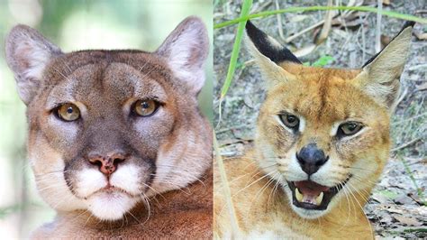 Cougar And Caracalserval Hybrid Rescued Sanctuary Closes Youtube
